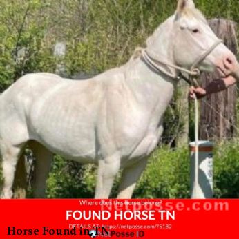 Horse Found in TN